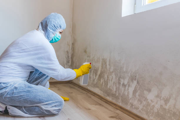 Mold Remediation specialist working in Osprey
