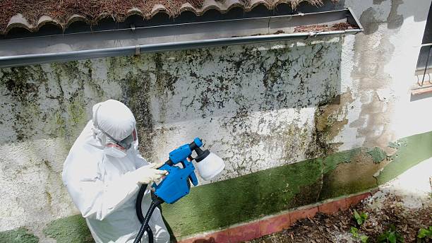 Mold Removal service in Osprey